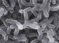 Lactobacilli